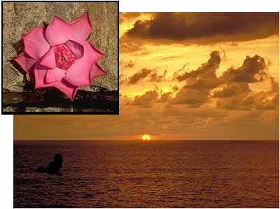 Lotus Flower & Sunset photo images